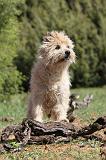 CAIRN TERRIER 153
